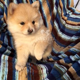 Pomsky Puppies from Dakota Pomskies
