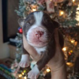 Bishop - Red tri male Miniature Australian Shepherd puppy in Copperas Cove, Texas from Aussies Acre
