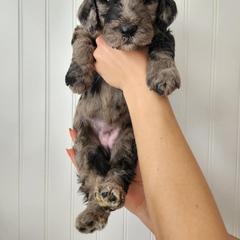 Double Doodle Puppies from Ramazzini Doodles