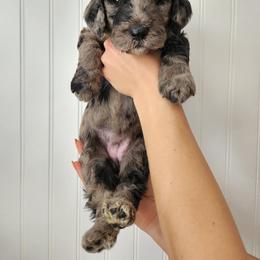 Double Doodle Puppies from Ramazzini Doodles
