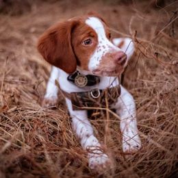 Brittany Puppies from Edenbright Brittanys