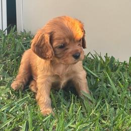 Wilma - Ruby female Cavalier King Charles Spaniel puppy in Destin, Florida from Ruby’s Coastal Cavaliers