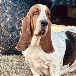 BandTfarms Lila - Basset Hound