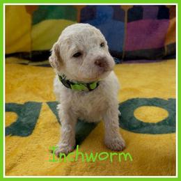 Inchworm - Off-white male Lagotto Romagnolo puppy in Monticello, Wisconsin from Shooting Star Water Dogs