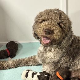 Petunia - Lagotto Romagnolo