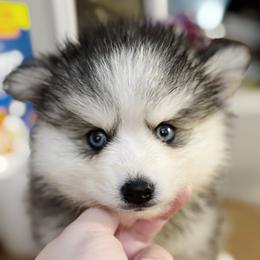Boy 2 - Gray and white male Pomsky puppy in Bolton, Connecticut from Elle Pomsky