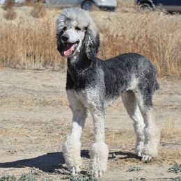 Aussiedoodles, Poodles, and Shichons from PTK Ranch