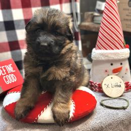 Xerox - Army Green - Sable male German Shepherd puppy in Iola, Wisconsin from DeFelice's German Shepherds