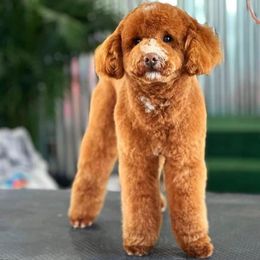 Jimmy Hendrix - Poodle