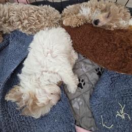 Poodle Puppies from Yates Family Farm