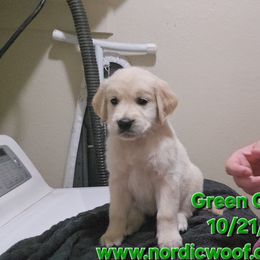 Green Girl - Light golden female Golden Retriever puppy in Peoria, Arizona from Nordic Woof's Golden Retrievers