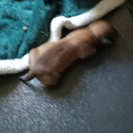 Girl 1 - Red female Dachshund puppy in Warrenville, South Carolina from Sherman's Dachshunds