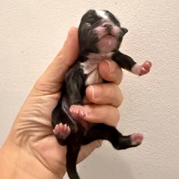 Boy 1 - Black and white male Shih Tzu puppy in Warrior, Alabama from The Anderson Farms Kennel