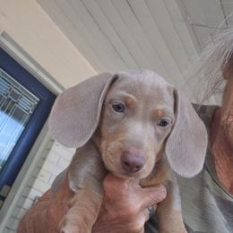 Larry - Fawn (Isabella) male Dachshund puppy in Sarasota County, Florida from Donna's Mini Joys
