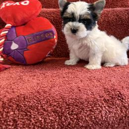 Toby - Black tan and white male Biewer Terrier puppy in Roswell, Georgia from CG Tiny Paws