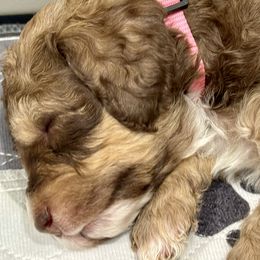 Aussiedoodle and Bernedoodle Puppies from LolliPop Farms
