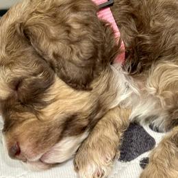 Aussiedoodle and Bernedoodle Puppies from LolliPop Farms