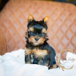 Boe - Black and gold male Yorkshire Terrier puppy in Marmaduke, Arkansas from Copper Ridge Yorkies