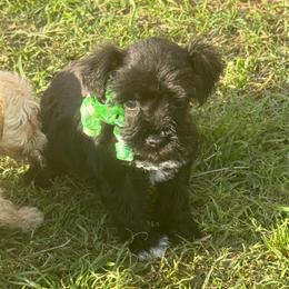 Sampson - Black male Miniature Schnauzer puppy in Groesbeck, Texas from Ranch 4M