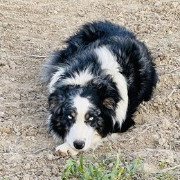 Chisum  - Australian Shepherd
