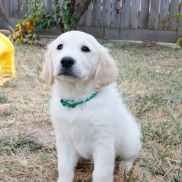 Rex - Light golden male Golden Retriever puppy in Lincoln, California from Roberts Golden Retrievers