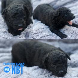 Clinton - Black male Mudi puppy in Gatlinburg, Tennessee from Greenbrier