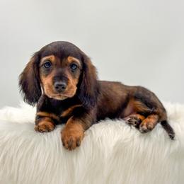 Stitch - Sable male Dachshund puppy in Litchfield, Illinois from Charmm Dachshunds