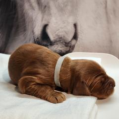 Irish Setter and Labrador Retriever Puppies from Down setters and labs
