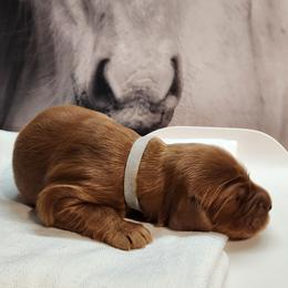 Irish Setter and Labrador Retriever Puppies from Down setters and labs