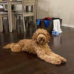 Dempsey - Goldendoodle