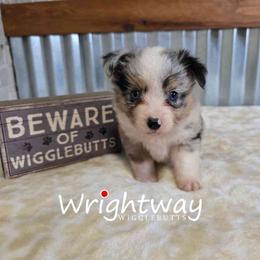 River - Blue merle female Miniature Australian Shepherd puppy in Dowagiac, Michigan from Wrightway Wigglebutts