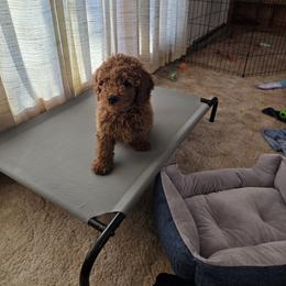 Goldendoodle Puppies from Ironstone Goldendoodles