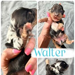 Walter - Dapple male Dachshund puppy in Horatio, Arkansas from Rockin F6 Miniature Dachsunds
