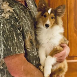 Shetland Sheepdogs from Clinch River Shelties