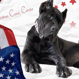 Biewer Terrier, Cane Corso, and Yorkshire Terrier Puppies from Exotic Yorkie Imports & Cessna Cane Corso