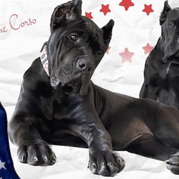 Biewer Terrier, Cane Corso, and Yorkshire Terrier Puppies from Exotic Yorkie Imports & Cessna Cane Corso