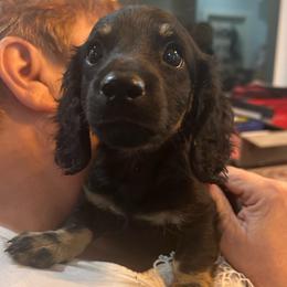 Black and Cream Male 2 - Black and cream male Dachshund puppy in Morristown, Tennessee from Lakeway Farms