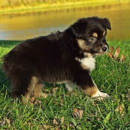 Miniature Australian Shepherd Puppies from Shady D Aussies