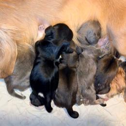 Blue brindle - Brindle female Dachshund puppy in Medina, Ohio from STORIED DOXIES
