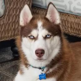 Sabre - Siberian Husky