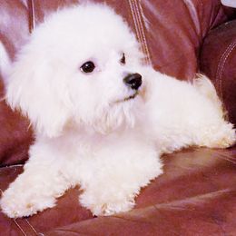 Bichon Frises from Pine Moutain Farm