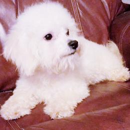 Bichon Frises from Pine Moutain Farm