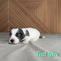 Teal Girl - Merle female Bernedoodle puppy in Modesto, California from Two Doods Doodles