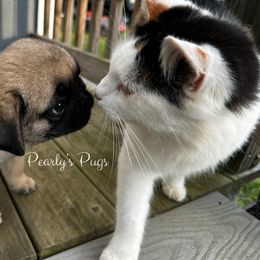 Riot - Fawn male Pug puppy in Summerville, Georgia from Pearly’s Pugs & Pollywog Poodles