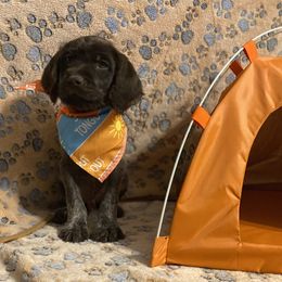 Wirehaired Pointing Griffon Puppies from Harmony Hills Griffons