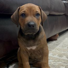 Piper - Rd whtn blk nose female Rhodesian Ridgeback puppy in Montgomery, Texas from Timber Ridge Kennels