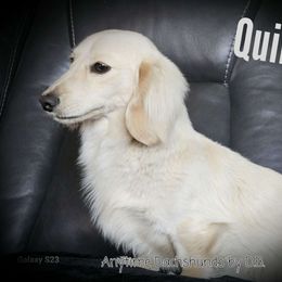 Quinn - Dachshund
