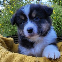 Curry - Australian Shepherd puppy from Louvre Australian Shepherds