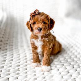 Luna - Red  female Goldendoodle puppy in Springville, Utah from Happy Doodle