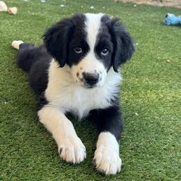 Sally - Black and white female Aussiedoodle puppy in Peyton, Colorado from Colorful Colorado Aussiedoodles